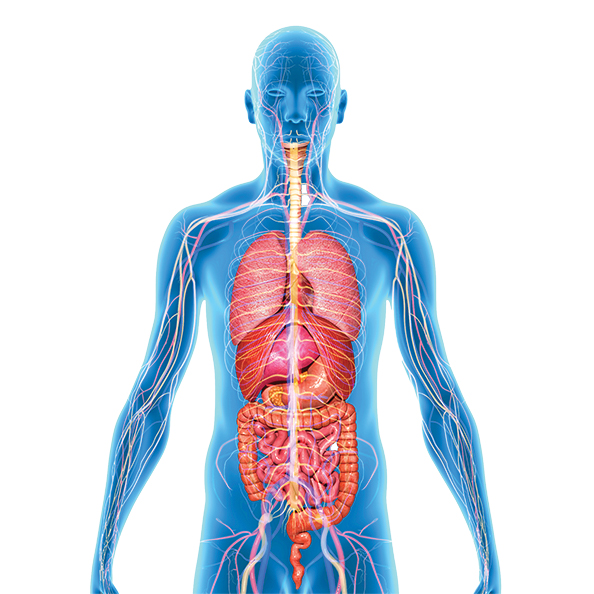 LifeNet Health LifeSciences was chosen as one of eight biospecimen providers to support the ground-breaking Genotype-Tissue Expression (GTEx) Project, sponsored by the National Institutes of Health (NIH). The project was successful at creating the most comprehensive database of genetic variations that affect gene expression to date.