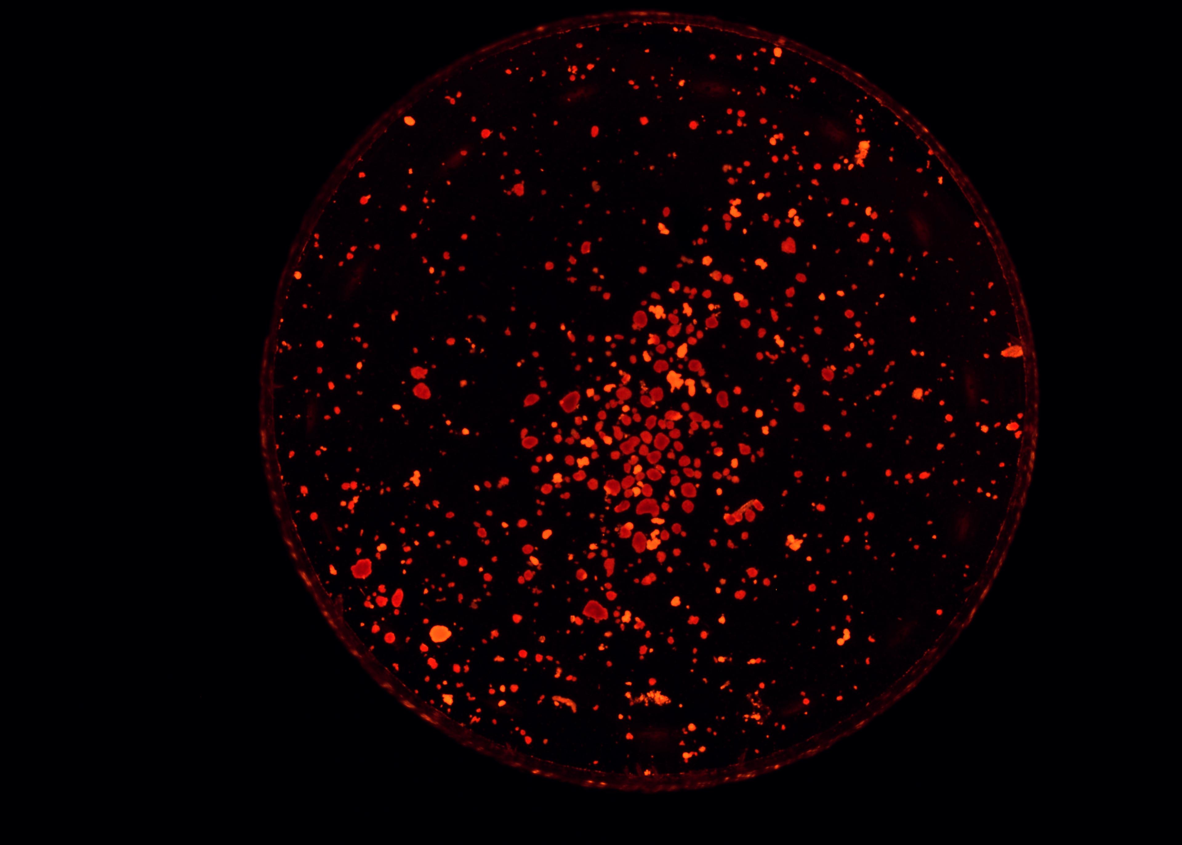  Isolated human islets on Day 12 of culture stained with diphenylthiocarbazone (DZT)