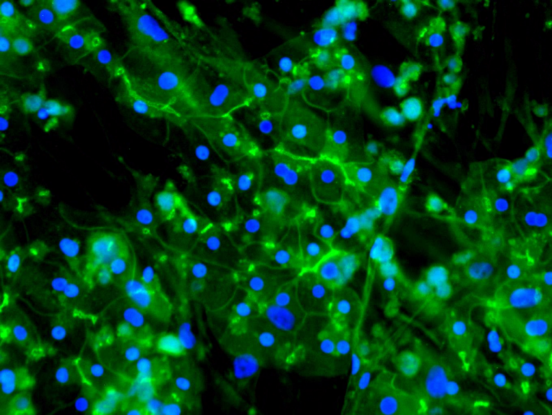  Immunofluorescent image of LifeNet Health LifeSciences all-human Hepatic Tri-Culture system at day 14 stained with marker ZO-1 for tight junctions