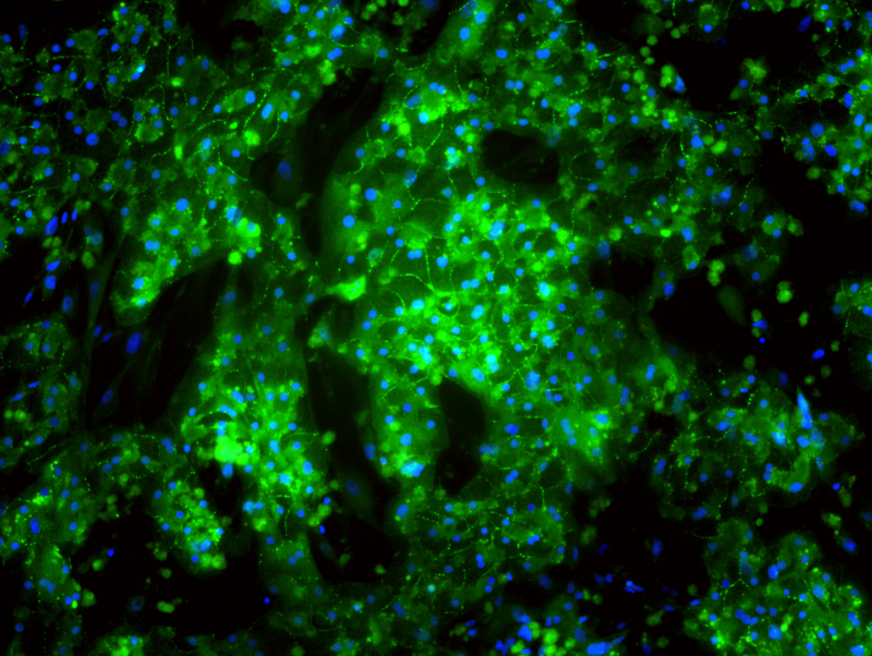 Immunofluorescent image of LifeNet Health LifeSciences all-human Hepatic Tri-Culture system at day 14 stained with marker CX-32 for gap junctions