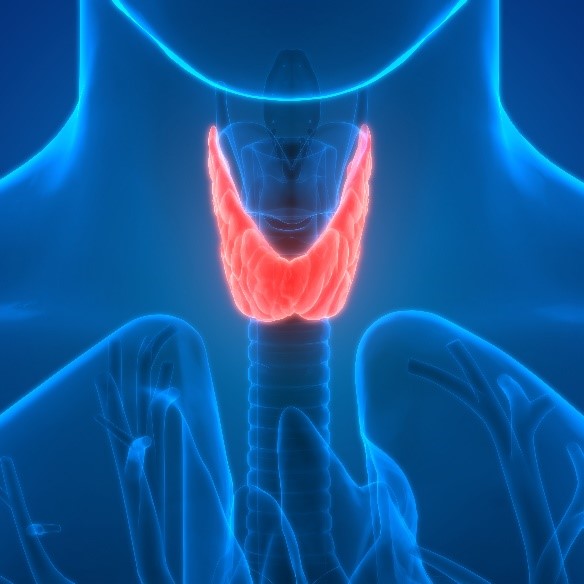 Thyroid gland