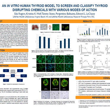 An In Vitro Human Thyroid Model to Screen and Classify Thyroid-Disrupting Chemicals with Various Modes of Action