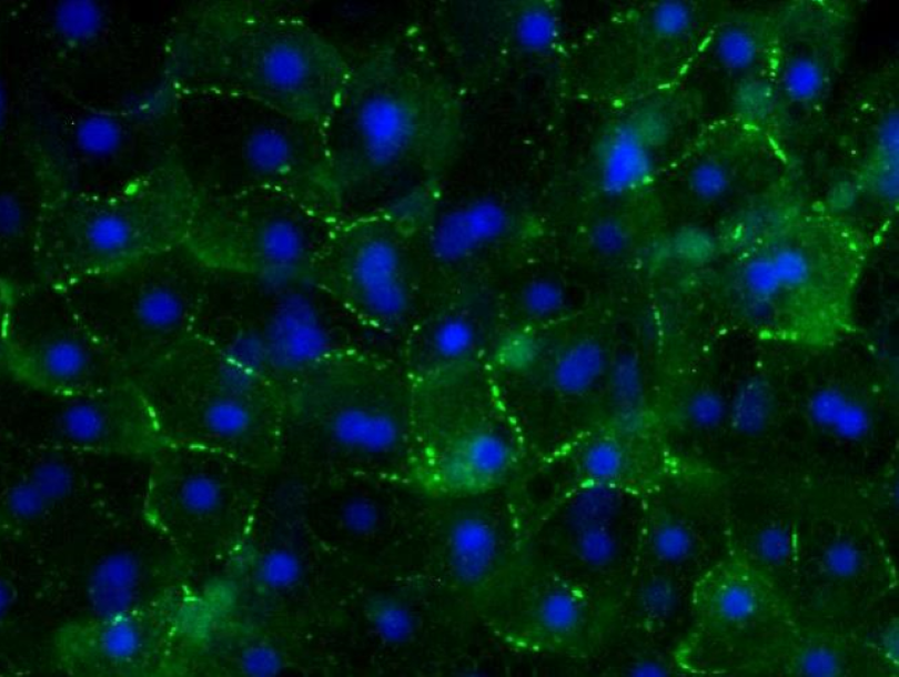 Immunofluorescent image of LifeNet Health LifeSciences all-human hepatic triculture system at day 14 stained with marker CX-32 for gap junctions
