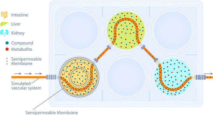 MPS multi-organ plate top view