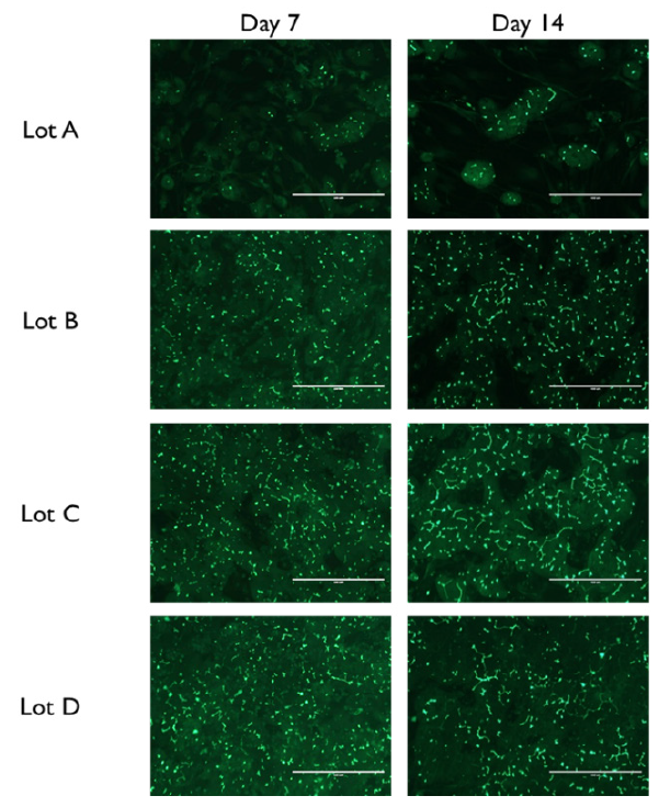 Primary human hepatocytes cultured in TruVivo form functional bile canaliculi between the hepatocytes, as evidence by CDFDA staining (green).
