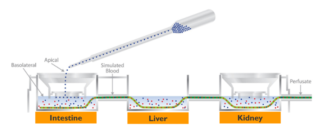 Intregrated multi-organ system illustration