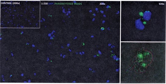 Immunofluorescence Staining for KC with Phagocytosed Beads