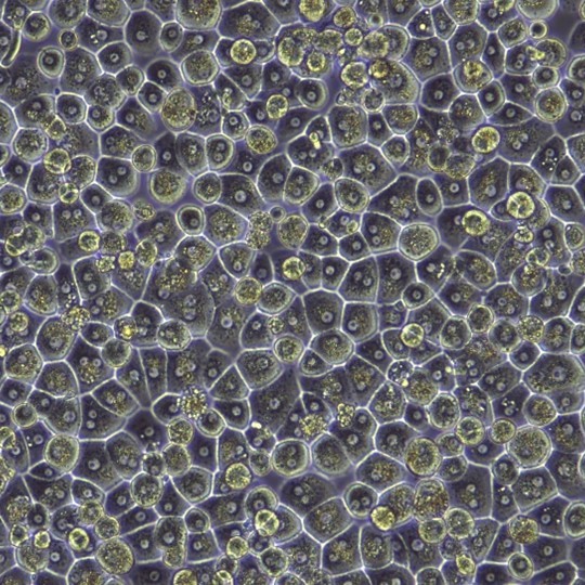 Hepatocytes in Culture