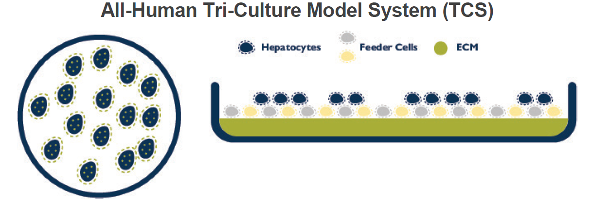All-Human Triculture Model System