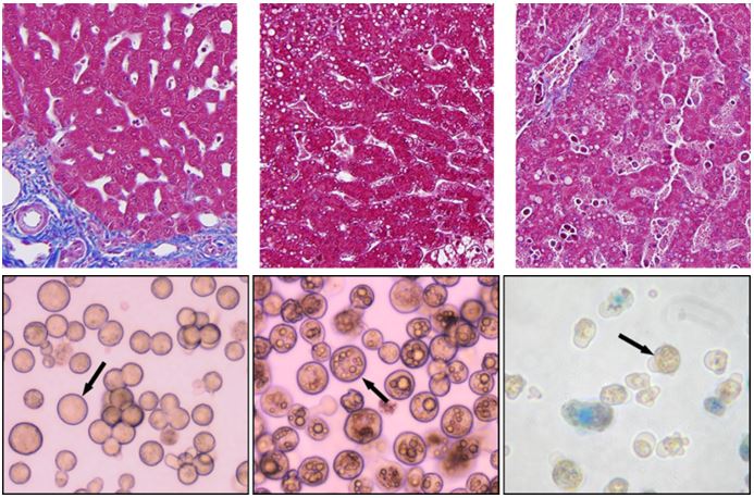 hepatocyte histology