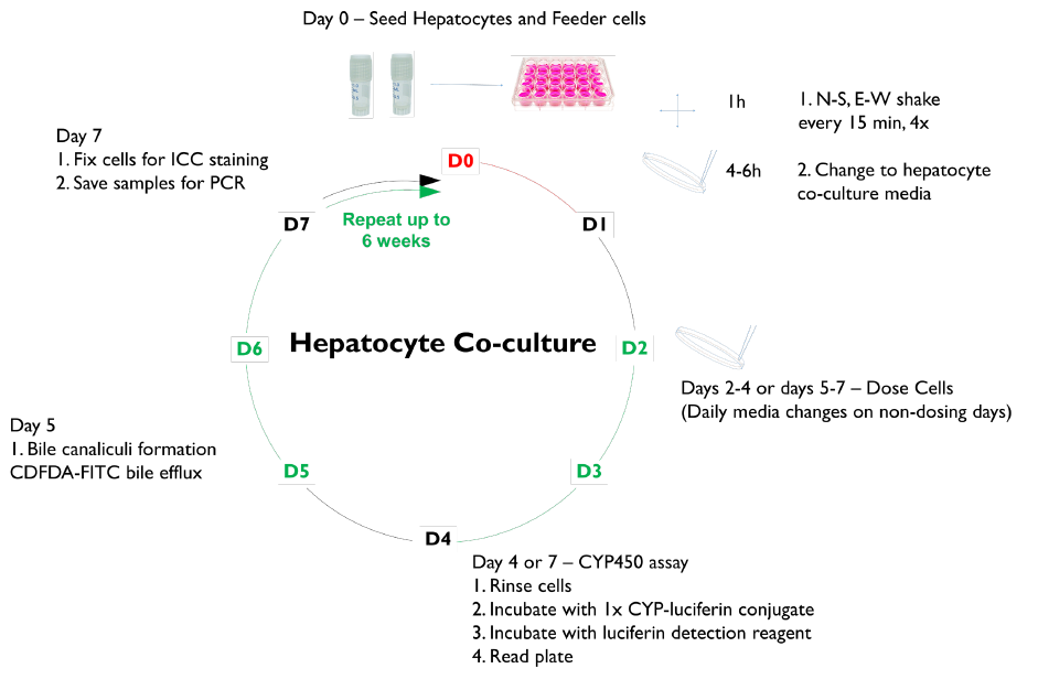 Hepatocyte coculture