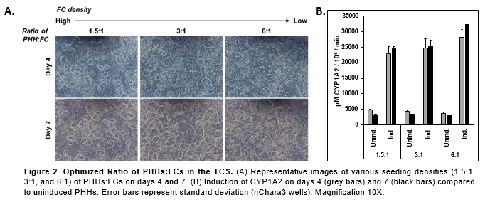 Optimized Ratio of PHH to Feeder Cells in the triculture system