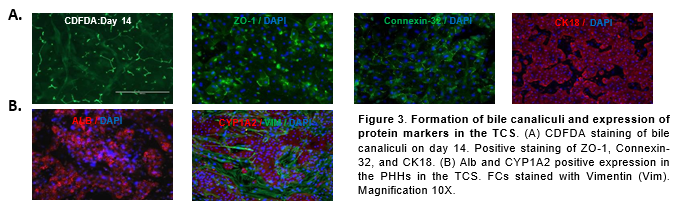 Formation of bile canaliculi and expression of protein markers in the triculture system