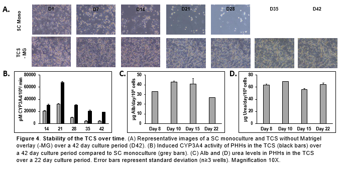 Long-term stability of the triculture system