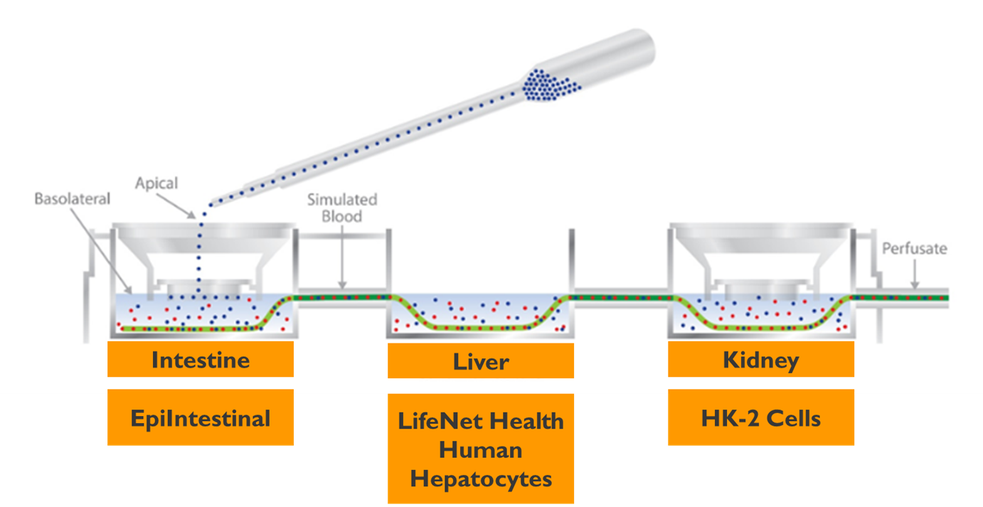 Human Dynamic Multiple Organ System with three organs connected by a simulated blood system