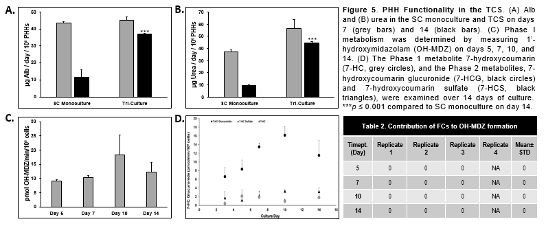 Functionality of primary human hepatocytes in the triculture system