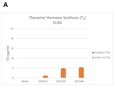 Figure 2. TSH-induced thyroxine hormone synthesis on day 14 in 3D cultures. The thyrocytes were treated with 0 or 1mIU/mL TSH starting on day 2.  (Seeding cell density ~7.5E+03 cells per well).  A. T4 levels were determined by ELISA.