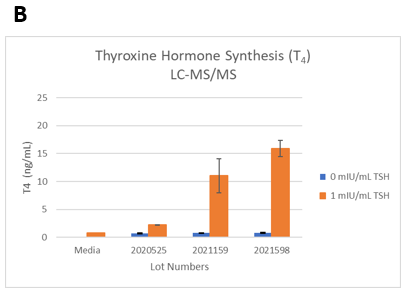 Figure 2. TSH-induced thyroxine hormone synthesis on day 14 in 3D cultures. The thyrocytes were treated with 0 or 1mIU/mL TSH starting on day 2.  (Seeding cell density ~7.5E+03 cells per well). B. T4 