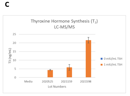 Figure 2. TSH-induced thyroxine hormone synthesis on day 14 in 3D cultures. The thyrocytes were treated with 0 or 1mIU/mL TSH starting on day 2.  (Seeding cell density ~7.5E+03 cells per well).  A. T4 levels were determined by ELISA.  B. T4 and C. T3 levels were determined by LC-MS/MS. 