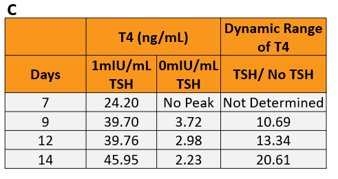 Figure 4. Determine ideal time points for screening TDCs. The microtissues were treated with 0 or 1mIU/mL TSH starting on day 2. (Seeding cell density 7.5E+03 cells per well).  A. T4 levels were determined by ELISA (Lot 2014322). B. T3 and T4 levels were determined by LC-MS/MS. (Lot: 2021598) C. The dynamic range of T4 synthesis when thyrocytes are stimulated with bovine TSH. 