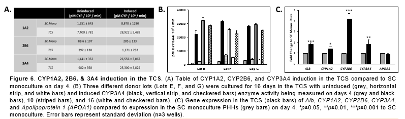 Cytochrome P450 (CYP) induction in the triculture system