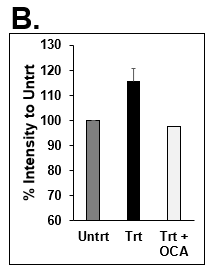 Quantitation of Nile Red staining on day 7 in untreated (dark grey bar), lipo media treated (black bar), and lipo media treated with OCA (white bar) PHHs. Error bars represent standard deviation (n ≥ 3 wells).