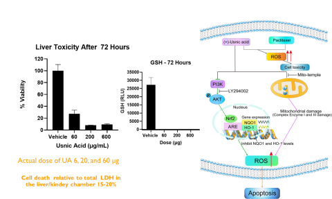 Figure 5.  Usnic Acid Liver Toxicity is Due to Disruption of Mitochondrial Function