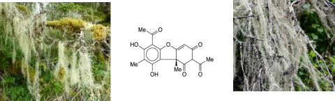 Figure 1. Usnic Acid is Obtained from Usnea Longissima (Lichen)