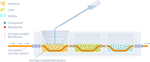 Figure 2. A Diagrammatic Representation of the Integrated Organ MPS Platform