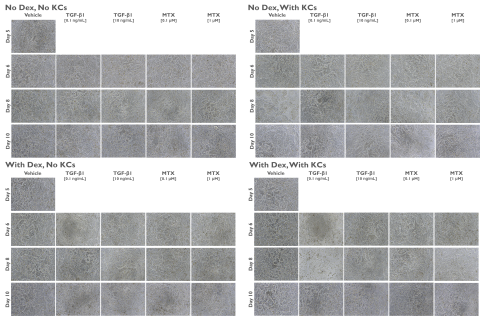 Figure 1. Tri-Culture Morphology Following MTX or TGF-β1 Treatment. 