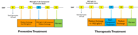 Figure 1: Timeline of preventive vs therapeutic treatment of cell cultures 