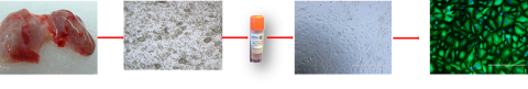 Figure 2. Schematic representation of PHT isolation, cryopreservation, 2D monolayer culture, and biomarker staining (TG)