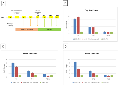 Figure 4. Effect of TSH removal from cultures.