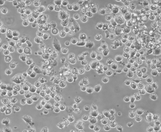 brightfield image of adult kupffer cells
