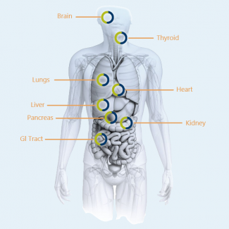 Human body highlighting the many human tissues that are available through LifeNet Healt LifeSciences Human Biospecimens program