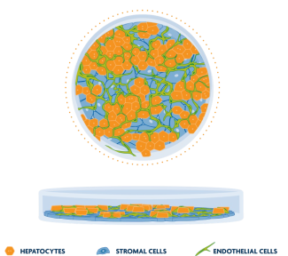 This schematic representation of TruVivo shows a top view of the self-assembled, multicellular hepatocyte colonies integrated among the mixed feeder cell layer.